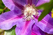 Clematis hybrida 'Mrs. N. Thompson' Topfgröße 2 Liter, Höhe 60-100cm