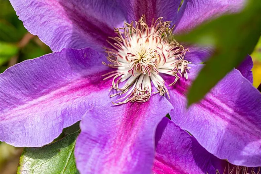 Clematis hybrida 'Mrs. N. Thompson' Topfgröße 2 Liter, Höhe 60-100cm