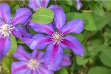 Clematis hybrida 'Mrs. N. Thompson' Topfgröße 2 Liter, Höhe 60-100cm