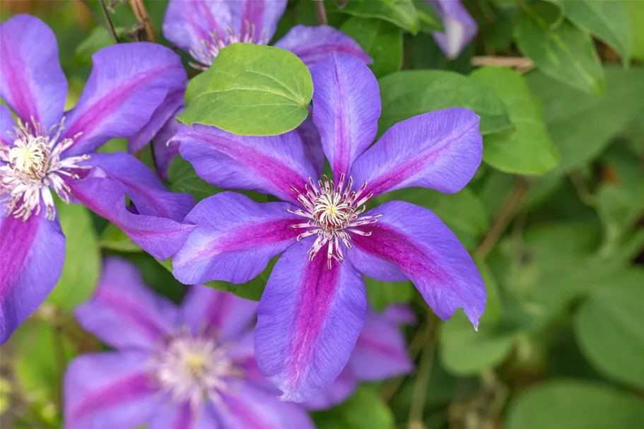 Clematis hybrida 'Mrs. N. Thompson' Topfgröße 2 Liter, Höhe 60-100cm