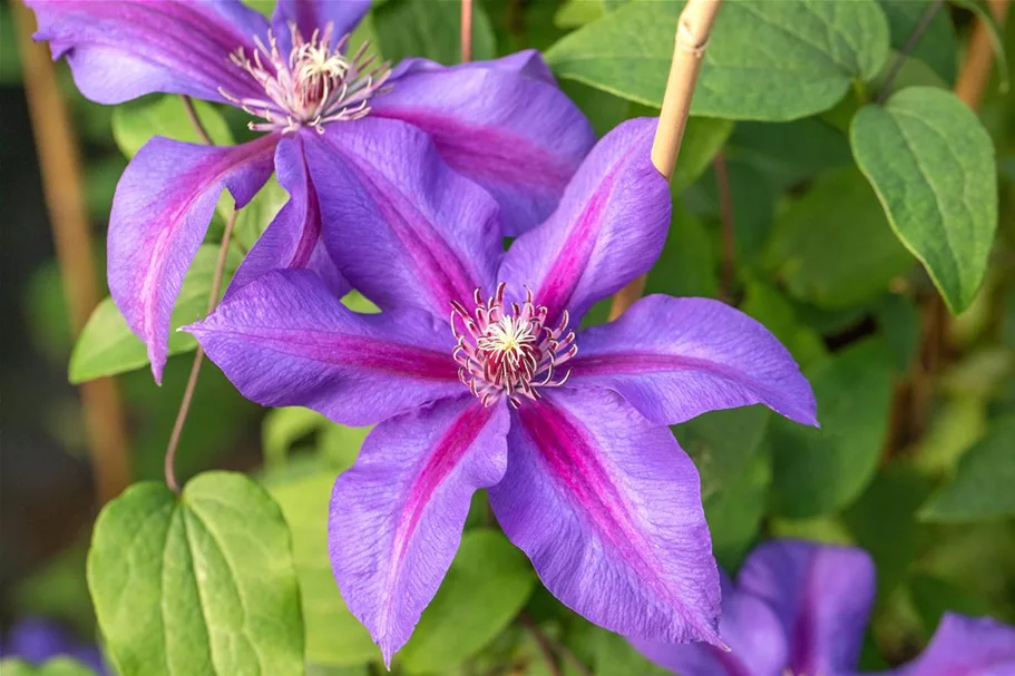 Clematis hybrida 'Mrs. N. Thompson' Topfgröße 2 Liter, Höhe 60-100cm