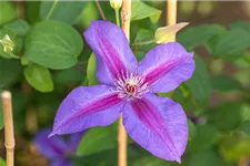 Clematis hybrida 'Mrs. N. Thompson' Topfgröße 2 Liter, Höhe 60-100cm