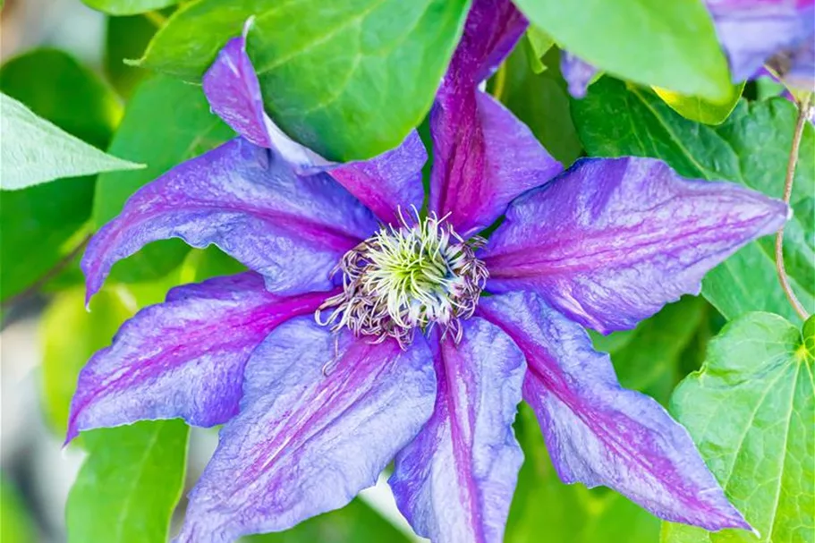 Clematis hybrida 'Mrs. N. Thompson' Topfgröße 2 Liter, Höhe 60-100cm