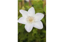 Clematis hybrida 'Madame Le Coultre' Topfgröße 2 Liter, Höhe 60-100cm