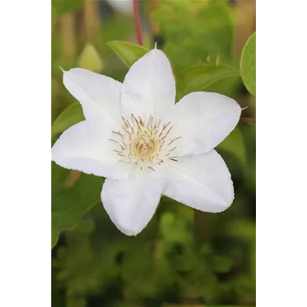 Clematis hybrida 'Madame Le Coultre'