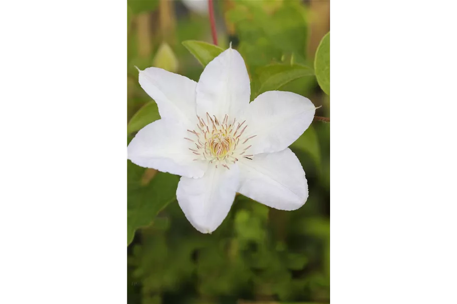 Clematis hybrida 'Madame Le Coultre' Topfgröße 2 Liter, Höhe 60-100cm