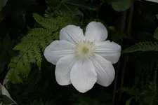 Clematis hybrida 'Madame Le Coultre' Topfgröße 2 Liter, Höhe 60-100cm