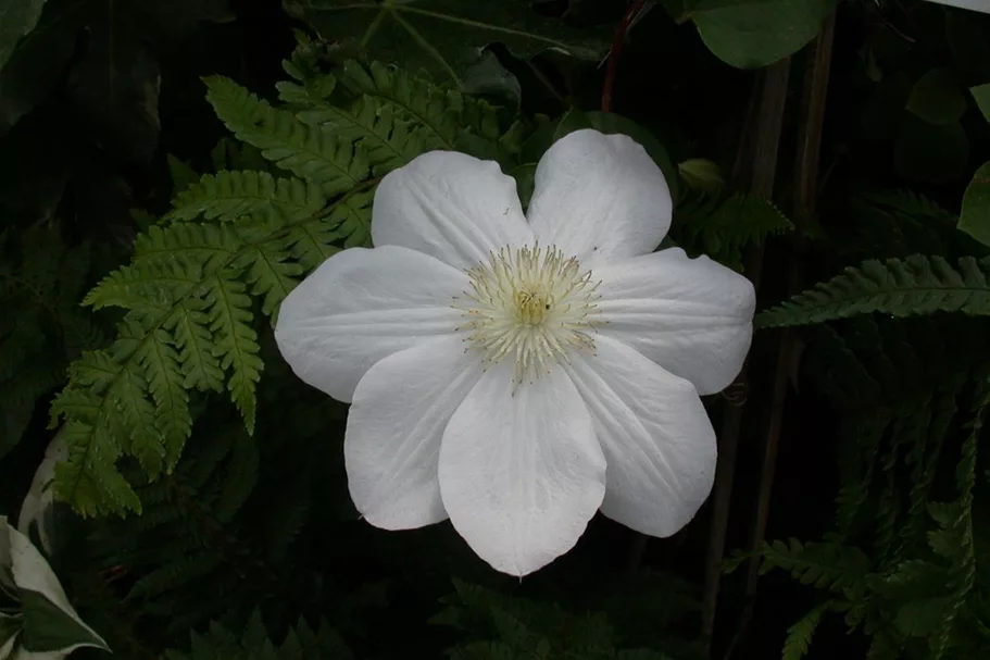 Clematis hybrida 'Madame Le Coultre' Topfgröße 2 Liter, Höhe 60-100cm