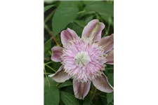 Clematis hybrida 'Josephine'® Topfgröße 2 Liter, Höhe 60-100cm