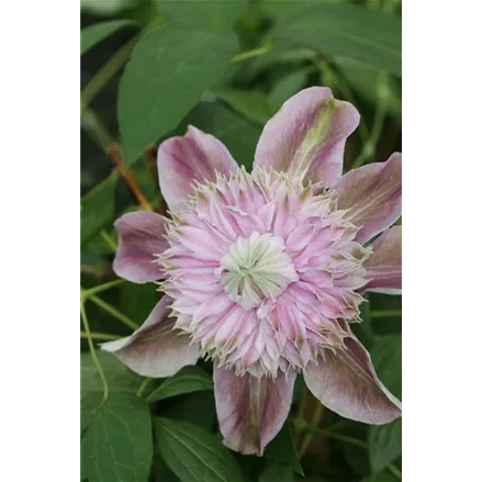 Clematis hybrida 'Josephine'®