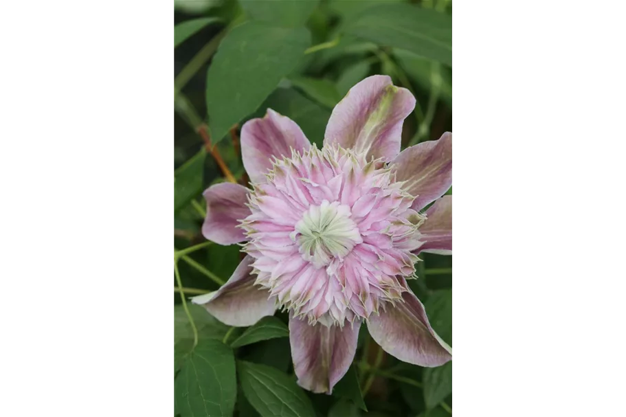 Clematis hybrida 'Josephine'® Topfgröße 2 Liter, Höhe 60-100cm