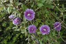 Clematis hybrida 'Josephine'® Topfgröße 2 Liter, Höhe 60-100cm