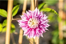 Clematis hybrida 'Josephine'® Topfgröße 2 Liter, Höhe 60-100cm