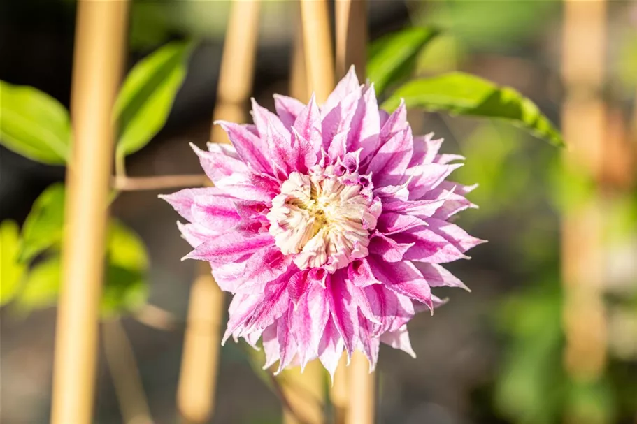 Clematis hybrida 'Josephine'® Topfgröße 2 Liter, Höhe 60-100cm