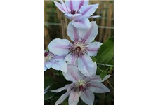 Clematis hybrida 'John Paul II' Topfgröße 2 Liter, Höhe 60-100cm