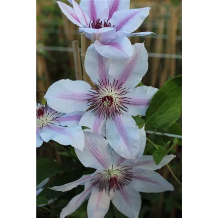 Clematis hybrida 'John Paul II'