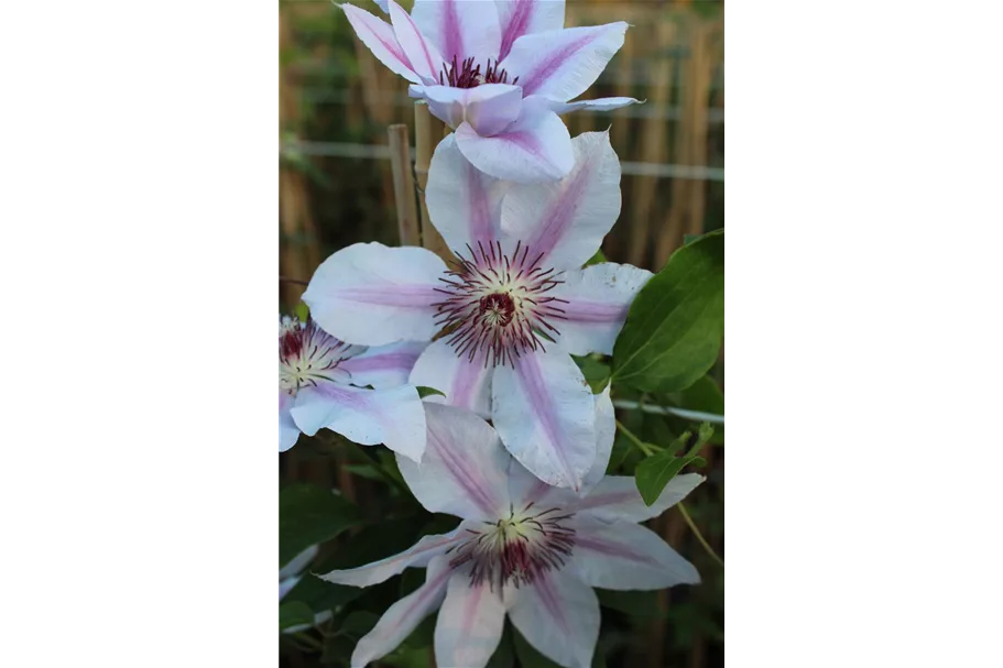 Clematis hybrida 'John Paul II' Topfgröße 2 Liter, Höhe 60-100cm