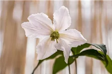 Clematis hybrida 'John Paul II' Topfgröße 2 Liter, Höhe 60-100cm