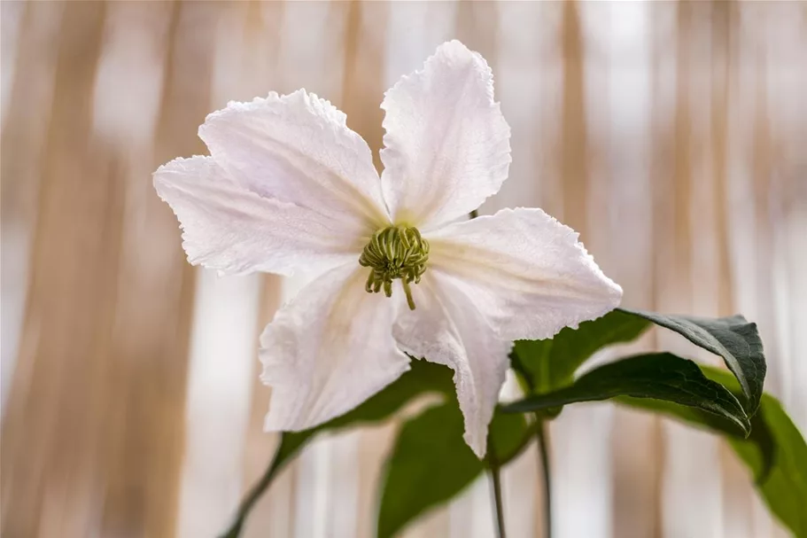 Clematis hybrida 'John Paul II' Topfgröße 2 Liter, Höhe 60-100cm