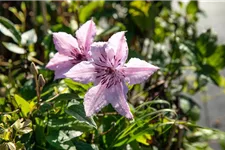 Clematis hybrida 'John Paul II' Topfgröße 2 Liter, Höhe 60-100cm