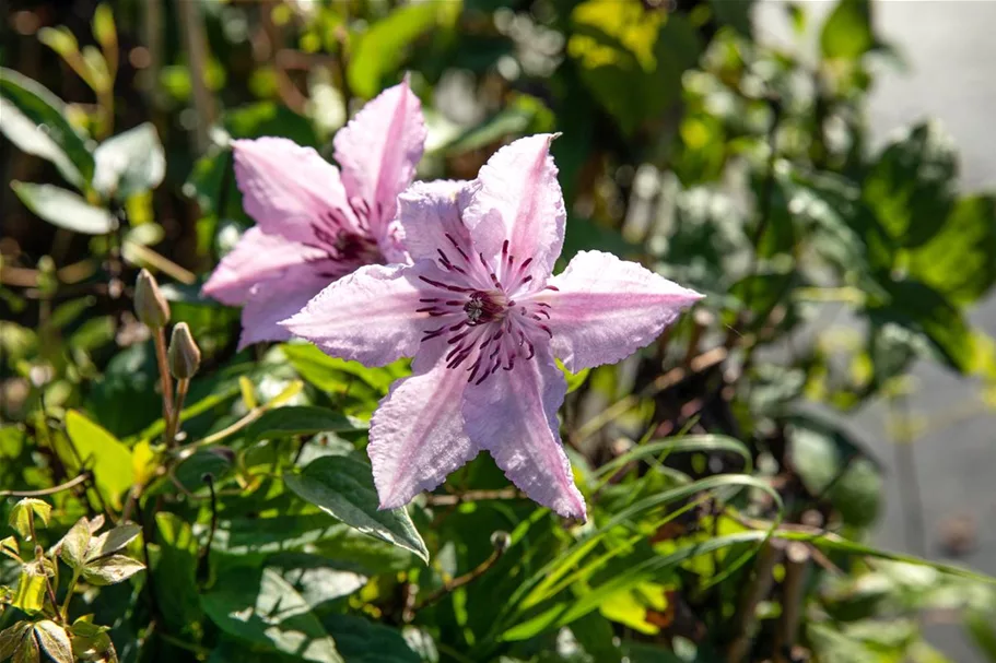 Clematis hybrida 'John Paul II' Topfgröße 2 Liter, Höhe 60-100cm