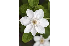 Clematis hybrida 'Destiny' Topfgröße 2 Liter, Höhe 60-100cm