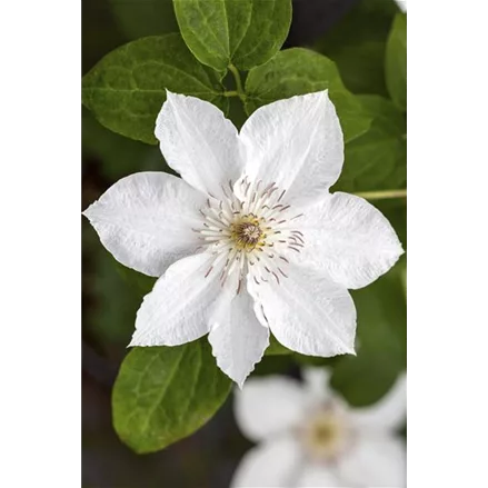 Clematis hybrida 'Destiny'