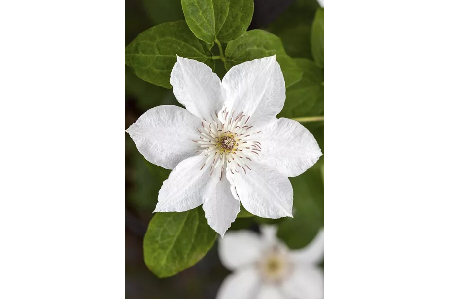 Clematis hybrida 'Destiny' Topfgröße 2 Liter, Höhe 60-100cm