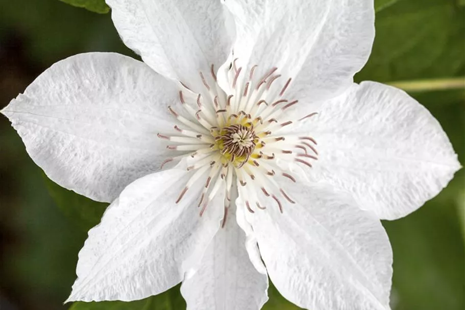 Clematis hybrida 'Destiny' Topfgröße 2 Liter, Höhe 60-100cm