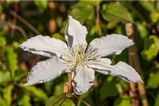 Clematis hybrida 'Destiny' Topfgröße 2 Liter, Höhe 60-100cm