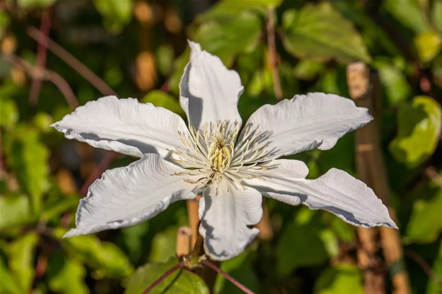 Clematis hybrida 'Destiny' Topfgröße 2 Liter, Höhe 60-100cm