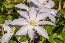 Clematis hybrida 'Destiny' Topfgröße 2 Liter, Höhe 60-100cm