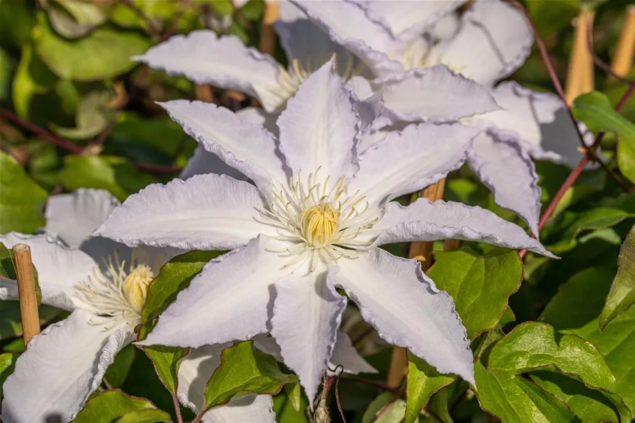 Clematis hybrida 'Destiny' Topfgröße 2 Liter, Höhe 60-100cm