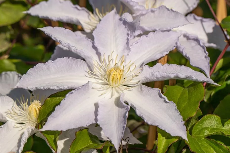 Clematis hybrida 'Destiny' Topfgröße 2 Liter, Höhe 60-100cm