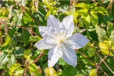 Clematis hybrida 'Destiny' Topfgröße 2 Liter, Höhe 60-100cm