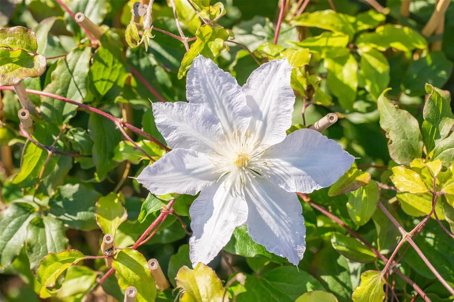 Clematis hybrida 'Destiny' Topfgröße 2 Liter, Höhe 60-100cm