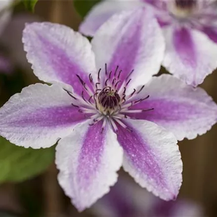 Clematis hybrida 'Darius'