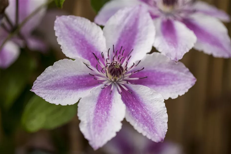 Clematis hybrida 'Darius' Topfgröße 2 Liter, Höhe 80-100cm