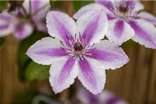 Clematis hybrida 'Darius' Topfgröße 2 Liter, Höhe 80-100cm