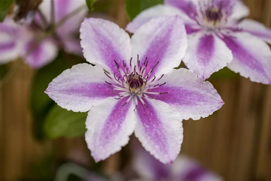 Clematis hybrida 'Darius' Topfgröße 2 Liter, Höhe 80-100cm