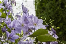 Clematis hybrida 'Blekitny Aniol' Topfgröße 2 Liter, Höhe 60-100cm