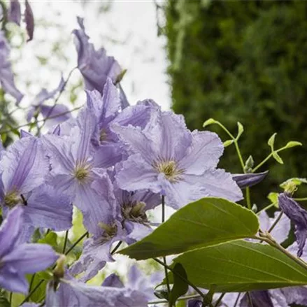 Clematis hybrida 'Blekitny Aniol'