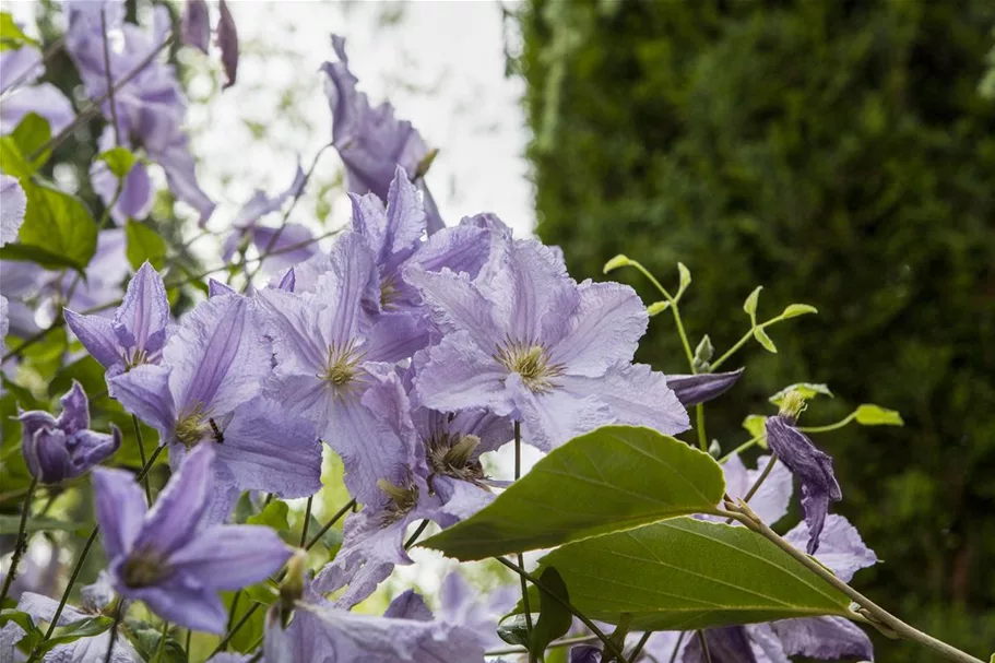 Clematis hybrida 'Blekitny Aniol' Topfgröße 2 Liter, Höhe 60-100cm