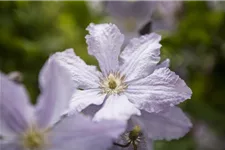 Clematis hybrida 'Blekitny Aniol' Topfgröße 2 Liter, Höhe 60-100cm