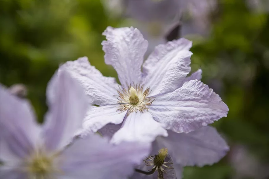 Clematis hybrida 'Blekitny Aniol' Topfgröße 2 Liter, Höhe 60-100cm