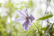 Clematis hybrida 'Blekitny Aniol' Topfgröße 2 Liter, Höhe 60-100cm