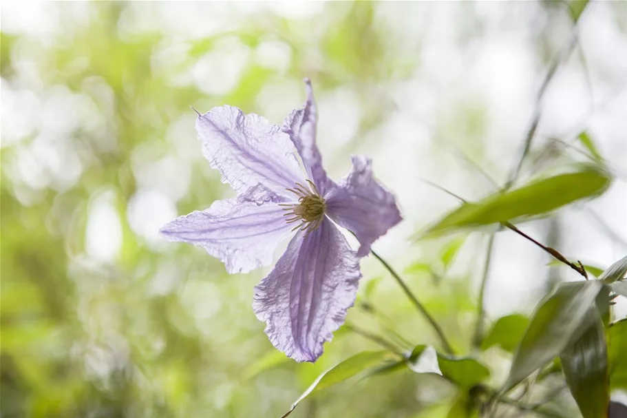 Clematis hybrida 'Blekitny Aniol' Topfgröße 2 Liter, Höhe 60-100cm