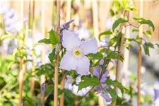 Clematis hybrida 'Blekitny Aniol' Topfgröße 2 Liter, Höhe 60-100cm