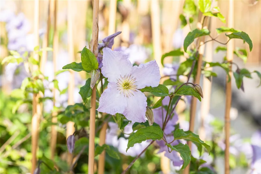 Clematis hybrida 'Blekitny Aniol' Topfgröße 2 Liter, Höhe 60-100cm