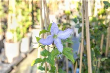 Clematis hybrida 'Blekitny Aniol' Topfgröße 2 Liter, Höhe 60-100cm